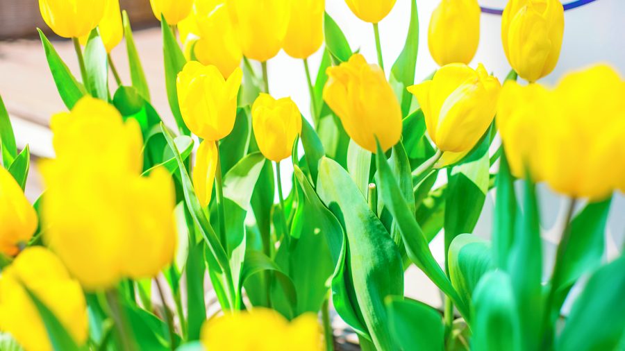 Festival divljih tulipana na Cipru u proljeće