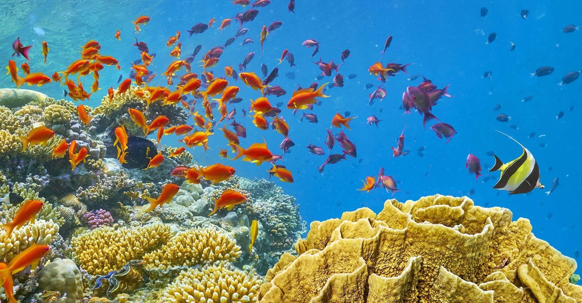 Egipt-koralni greben