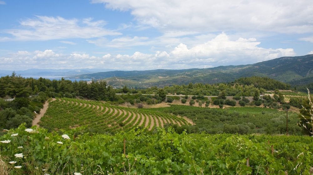Vinogradi na Halkidikiju