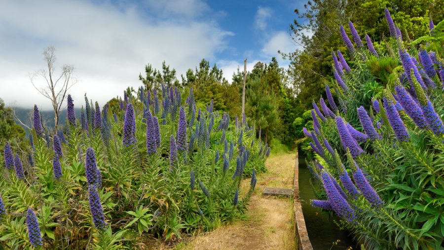 Levada Faja do Rodrigues Madeira planinarska ruta kroz dolinu Sao Vicente