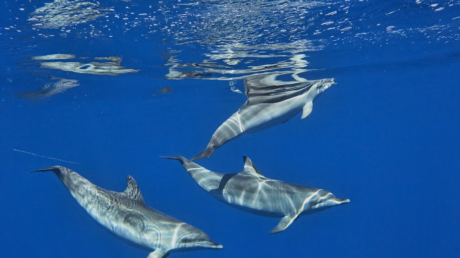 Izlet brodom i mogućnost promatranja dupina tijekom izleta iz Hurgade