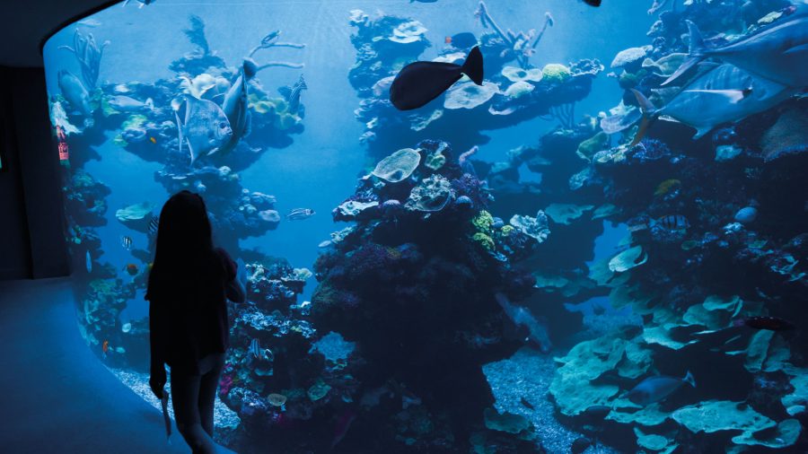 Djeca promatraju ribe u dijelu The Big Blue u Palma Aquariumu na Mallorci