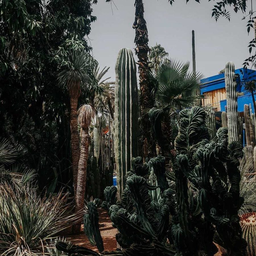 Jardin Majorelle plavi vrt u Marrakeshu