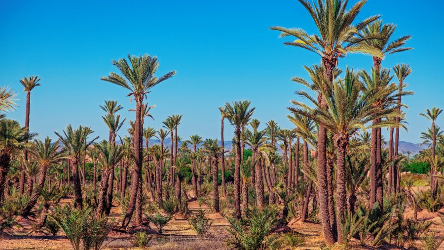 Palmeraie Marrakesh oaza palmi