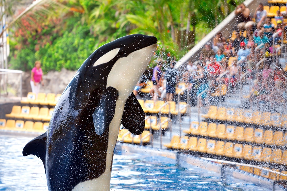 Loro Parque zoološki park na Tenerifeu u Puerto de la Cruzu
