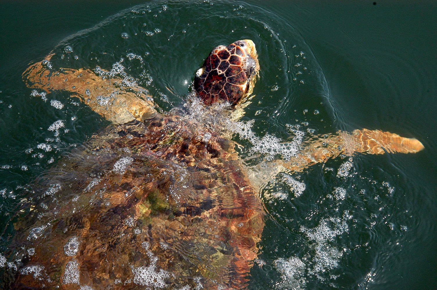 Iztuzu Beach kod Dalyana – pješčana prevlaka između mora i riječne delte, zaštićena priroda u Turskoj